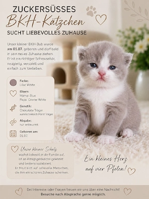 Lilac White BKH Katerchen sucht bald ein neues Zuhause.  
