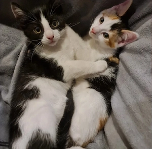 Kleine Katzen Katzenbabys 