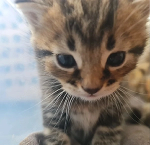 Kleine Katzen Katzenbabys 