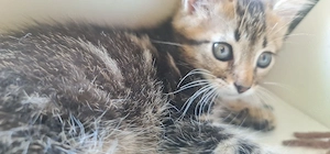 Kleine Katzen Katzenbabys 