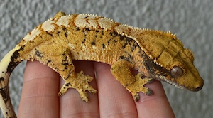 0.1 Kronengecko Yellow Extrem Harlequin 