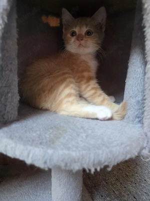 Süße Katzenbabys suchen ein liebevolles Zuhause!