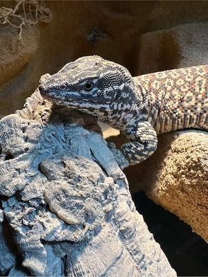 Stachelschwanzwarane mit Terrarium