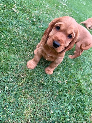 Cocker Spaniel Welpen