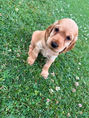 Cocker Spaniel Welpen Bild 2
