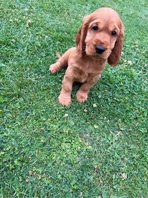 Cocker Spaniel Welpen Bild 4
