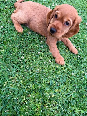 Cocker Spaniel Welpen Bild 3