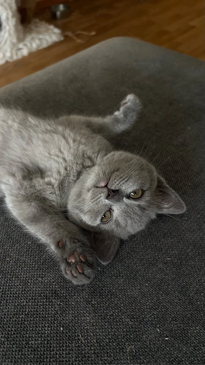 Zuckersüßer BKH Kater (Kitten)
