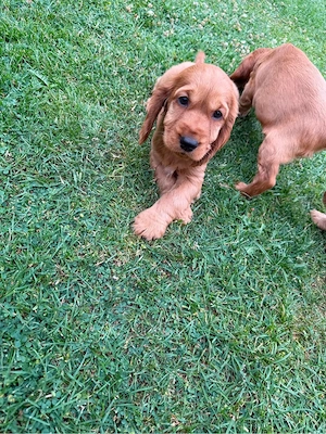 Cocker Spaniel Welpen Bild 5