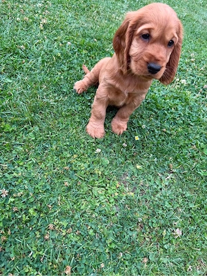 Cocker Spaniel Welpen Bild 6