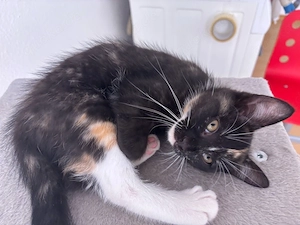 süße katze sucht sich dringend ein neues zuhause