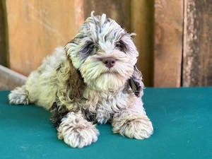 Ein braunes Merle-Cockapoo-Mädchen