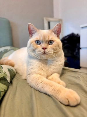 Deckkater 