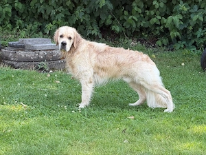 Golden Retriever Deckrüde 