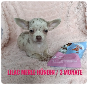 Chihuahua Mädchen in wunderschönem Fellkleid aus seriöser Zucht