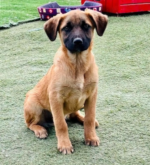 Bino ,vorsichtiger Herzensjunge sucht sein Glück. Bild 2