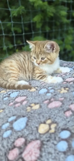 BKH Kätzchen in seltenem cinnamon tortie tabby mit Ahnentafel