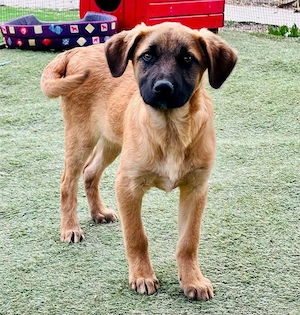 Bino ,vorsichtiger Herzensjunge sucht sein Glück. Bild 5