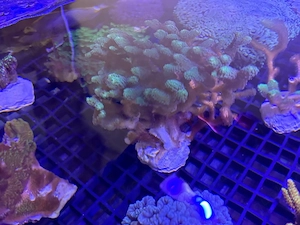Meerwasser Korallen Ableger SPS Seriatopora