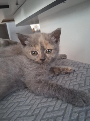 British Kurzhaar Kitten 