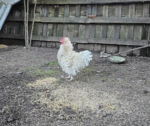Seidenhahn Zwerghahn Hahn Huhn Henne 