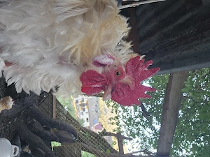 Seidenhahn Zwerghahn Hahn Huhn Henne 