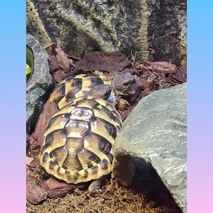 2 Griechische Landschildkröten 2 Jahre mit CITES Papiere