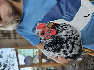 Zwerghahn Wyandotte Hahn Henne Huhn