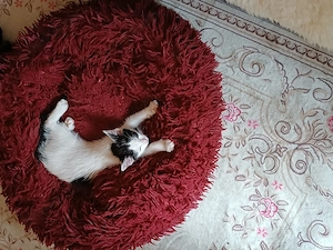 Muntere gesunde Katzenbabys suchen passende menschliche Lebensgefährten