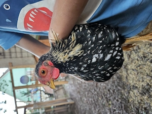 Zwerghahn Wyandotte Hahn Huhn Henne 
