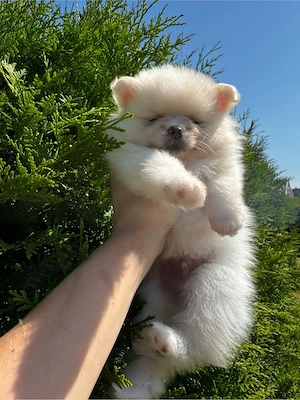Pomeranian Welpe Rude