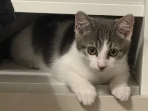  Liebevoller Baby-Kater sucht neues Zuhause 