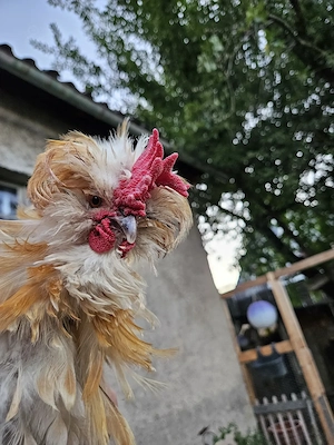 Seidenhahn Zwerghahn Hahn Huhn Henne