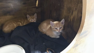 katzen rot 