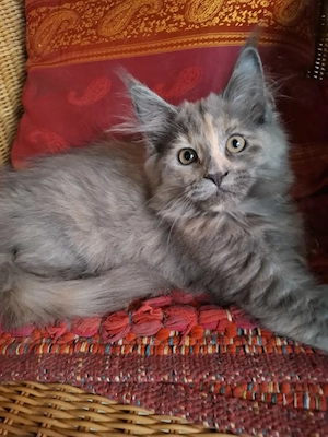 Abgabebereit Reinrassige Maincoon Babys Mädchen 