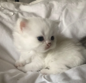 Flauschige BLH, BKH Kitten 