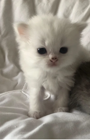 Flauschige BLH, BKH 