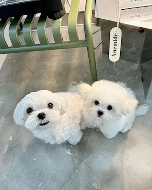 Wunderschöner Bichon Frisé Welpe  verspielt, verschmust und familienfreundlich