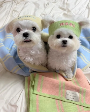 Wunderschöner Bichon Frisé Welpe  verspielt, verschmust und familienfreundlich