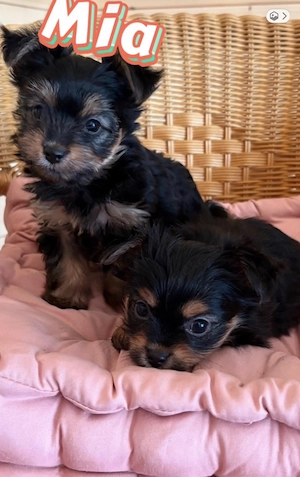 Süße Yorkshire Terrier-Mix Welpen 