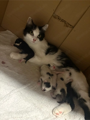 Liebevolle Babykatzen suchen ein neues Zuhause   