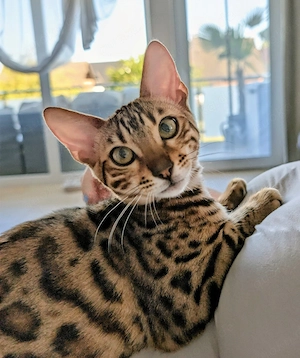 Wunderschöne Bengal Kitten mit Stammbaum