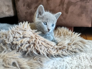 Russisch Blau Kitten - noch zwei Mädels abgabebereit