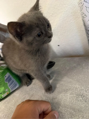 2 baby katzen zu verkaufen 