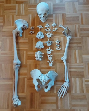 Anatomische Präparate | Schädel | Knochen | Skelett | Medizin | Osteopathie | Heilpraktiker