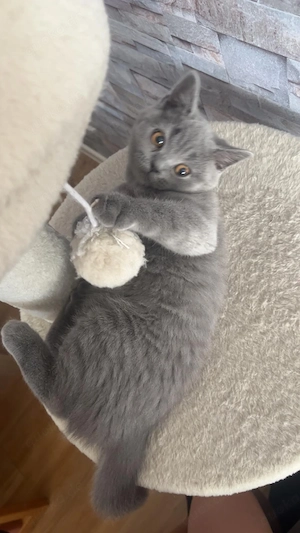 2 wunderschöne BKH Weibchen 