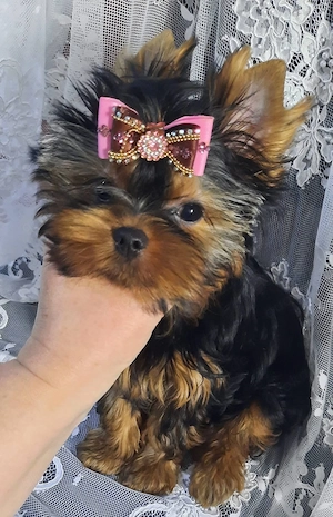 Liebevolle Yorkshire Terrier Welpen suchen ein Zuhause   
