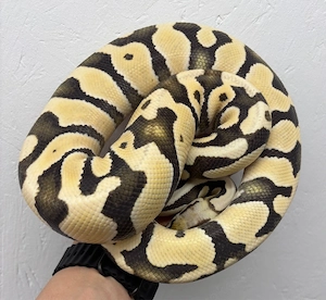 1.0 Pastel Desert Ghost het. Clown