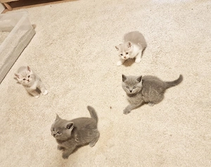 Bkh Kitten