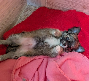 Wunderschöner, reinrassiger , brauner langhaar  Chihuahua Welpe   Rüde